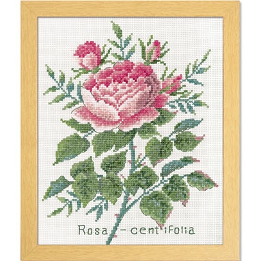 Rosa Centifolia